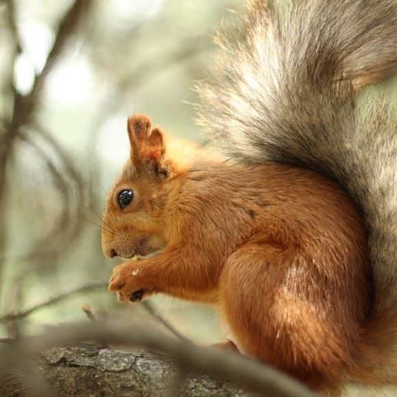 Meet your Posher, Tristan - Picture 1 of 1